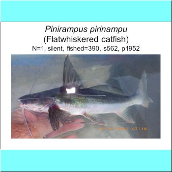 Pinirampus pirinampu.png